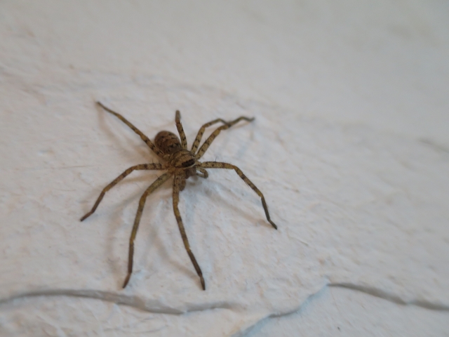 蜘蛛を家に入れないための予防策 入ってくる原因はたった１つ 虫の話