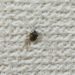 家の中に小さい黒い虫。白い斑点があるカメムシのような虫の正体